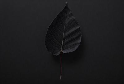 The primary subject of the image is a leaf, which is the main object, scene, or focus of the image. The leaf is placed on a black background, giving it a dramatic and striking appearance. The visual style of the image is a photo, capturing the leaf in its natural form. The colors and mood of the image are predominantly dark, with the black background and the leaf's natural color creating a moody and dramatic atmosphere.