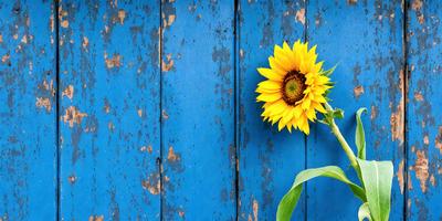 The primary subject of the image is a yellow sunflower. The sunflower is sitting on a blue wall, which serves as the setting and background of the scene. The visual style of the image is a photo, capturing the natural beauty of the sunflower. The dominant colors in the image are yellow and blue, creating a warm and inviting atmosphere.