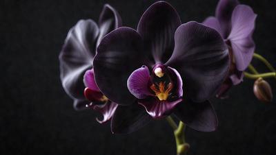 The primary subject of the image is a purple orchid flower. The setting is a dark background, which creates a dramatic and moody atmosphere. The visual style is a close-up of the flower, showcasing its details and texture. The colors are predominantly purple, which adds to the overall mood of the image.