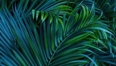 The image features a close-up of a large green palm leaf. The leaf is the primary subject, and it is set against a dark background, creating a striking contrast. The visual style appears to be a photo, capturing the intricate details of the palm leaf. The dominant colors in the image are green and dark, giving the scene a natural and serene atmosphere.