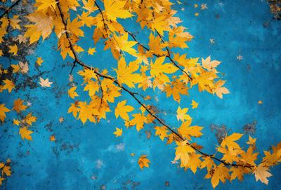 The primary subject of the image is a tree with yellow leaves. The tree is surrounded by a blue background, which adds a vibrant and contrasting color to the scene. The visual style of the image is a photo, capturing the natural beauty of the tree and its leaves. The colors and mood of the image are warm and inviting, with the yellow leaves creating a sense of warmth and the blue background providing a cool and calming effect.