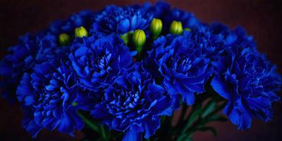 The primary subject of the image is a bouquet of blue flowers, which are the main focus of the scene. The flowers are arranged in a vase, creating a visually appealing display. The setting is a room with a wooden surface, which serves as the background for the image. The visual style is a close-up of the flowers, showcasing their vibrant blue color and intricate details. The overall atmosphere of the image is serene and calming, with the blue flowers symbolizing tranquility and beauty.