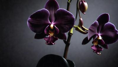 The primary subject of the image is a close-up of a purple orchid flower. The setting is a dark background, which highlights the flower's vibrant color. The visual style is a photo, capturing the beauty of the orchid in detail. The colors and mood of the image are predominantly purple, creating a serene and elegant atmosphere.