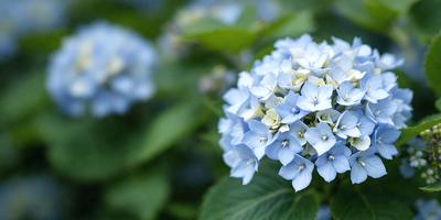 The primary subject of the image is a beautiful blue and white flower, which is the main focus of the scene. The flower is situated in a lush green environment, surrounded by green leaves. The visual style of the image is a close-up of the flower, showcasing its intricate details. The dominant colors in the image are blue and white, creating a serene and calming atmosphere.