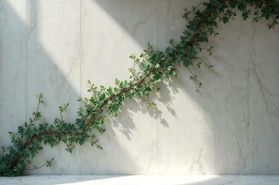 The primary subject of the image is a large green vine or ivy plant that is growing up a wall. The setting is a white wall, which serves as the background for the plant's growth. The visual style of the image is a photo, capturing the natural beauty of the plant. The colors in the image are predominantly green, which adds a sense of freshness and vitality to the scene.