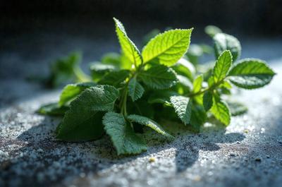 The primary subject of the image is a close-up of a leafy green plant, possibly mint, with a few leaves still attached. The plant is placed on a surface, which appears to be a table or a counter. The setting is indoors, with a focus on the plant and its details. The visual style of the image is a close-up, which highlights the plant's texture and intricate details. The colors in the image are predominantly green, which gives the scene a fresh and natural atmosphere.