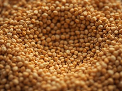 The primary subject of the image is a large pile of brown beans. The beans are arranged in a circular pattern, creating a visually appealing and organized display. The setting is a close-up view of the beans, showcasing their texture and details. The visual style is a realistic representation of the beans, with no indication of digital art or illustration. The colors and mood of the image are warm and earthy, with the brown beans being the dominant color.