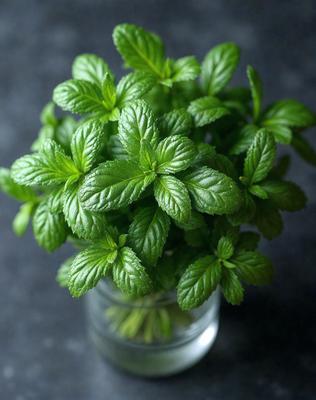 The primary subject of the image is a small plant with green leaves, which is placed in a glass vase. The plant is surrounded by green leaves, creating a lush and vibrant atmosphere. The setting appears to be indoors, with a dark background that contrasts with the bright green leaves of the plant. The visual style of the image is a close-up of the plant, emphasizing its details and texture. The colors and mood of the image are predominantly green, conveying a sense of freshness