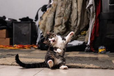 The primary subject of the image is a cat, which is laying on the floor and appears to be yawning. The setting is a room with a cluttered environment, featuring a pile of clothes and a backpack. The visual style of the image is a photo, capturing the cat's relaxed posture and the surrounding clutter. The colors in the image are predominantly neutral tones, with the cat being the main focus and the cluttered environment providing a contrasting backdrop.