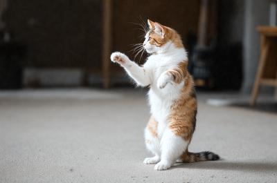 The primary subject of the image is a cat standing on a carpeted floor. The cat appears to be playing with a toy, possibly a mouse, as it stands on its hind legs. The setting is indoors, with a wooden table visible in the background. The visual style of the image is a photo, capturing the cat's playful moment. The colors in the image are predominantly white and brown, giving the scene a warm and cozy atmosphere.