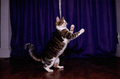 The primary subject of the image is a cat standing on a wooden floor. The cat is positioned in the center of the scene, and it appears to be looking up. The setting is a room with a blue curtain in the background. The visual style of the image is a photo, and the dominant colors are blue and brown. The overall atmosphere of the image is calm and focused on the cat's actions.
