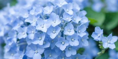 The primary subject of the image is a beautiful blue flower with white petals. The flower is the main focus of the image, and it is set against a backdrop of a blue sky. The visual style of the image is a close-up of the flower, showcasing its details and beauty. The dominant colors in the image are blue and white, creating a serene and calming atmosphere.