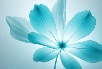 The primary subject of the image is a blue flower with a white center. The setting is a white background, which provides a clean and minimalistic look. The visual style is a close-up of the flower, showcasing its details. The dominant colors are blue and white, creating a calm and serene atmosphere.