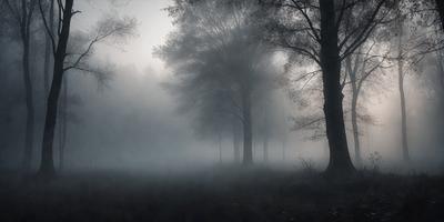 Primary subject: Trees
Setting/background: Forest
Visual style: Photo
Colors and mood: Dark, moody