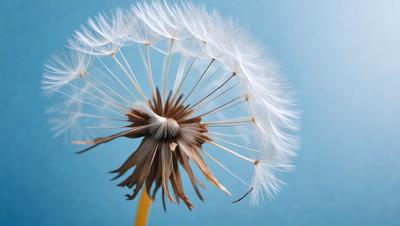 The primary subject of the image is a dandelion flower, which is the main object, scene, or focus of the image. The setting is a blue background, and the visual style is a photo. The dandelion flower is the dominant color, and the overall atmosphere is calm and serene.