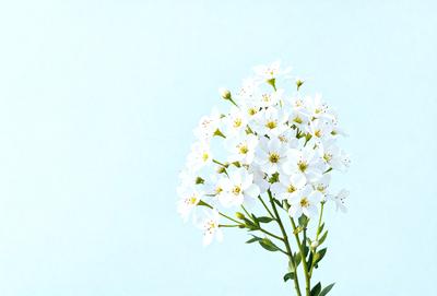 The primary subject of the image is a white flower with yellow centers, which is the main focus of the image. The setting is a blue sky, creating a serene and calming atmosphere. The visual style is a close-up of the flower, showcasing its details and beauty. The colors and mood of the image are predominantly white and blue, giving it a clean and peaceful appearance.