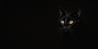 The primary subject of the image is a black cat with yellow eyes. The cat is sitting in a dark room, possibly a black and white photo. The setting is a dark room, and the visual style appears to be a photo. The dominant colors are black and yellow, and the overall atmosphere is mysterious and captivating.