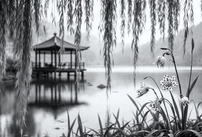 Primary subject: A flower with a long stem, surrounded by green leaves, and a white flower.

Setting/background: The flower is located near a body of water, with a pier and a pavilion in the background.

Visual style: The image is a black and white photo.

Colors and mood: The dominant colors are green, white, and black. The overall atmosphere is serene and peaceful.