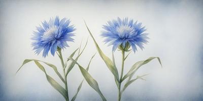 The primary subject of the image is a pair of blue flowers, which are the main focus of the scene. The flowers are situated in a white background, giving the image a clean and minimalist appearance. The visual style of the image is a painting, which adds a sense of artistic expression and depth to the composition. The dominant colors in the image are blue and white, creating a calm and serene atmosphere.