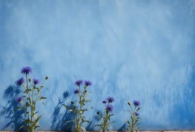 The primary subject of the image is a row of purple flowers growing on a blue wall. The setting is an outdoor environment, with the flowers being the main focus of the scene. The visual style is a photo, capturing the beauty of the flowers in their natural habitat. The dominant colors are purple and blue, creating a serene and calming atmosphere.