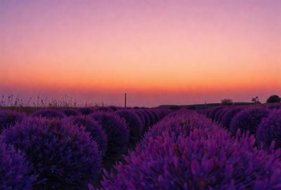 The primary subject of the image is a field of purple flowers, which are the main objects in the scene. The setting is a sunset, with the sky in the background. The visual style of the image is a photo, capturing the beauty of the flowers and the serene atmosphere of the sunset. The dominant colors in the image are purple and pink, creating a calm and soothing mood.