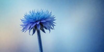 The primary subject of the image is a blue flower with a long stem. The setting is a blue background, which creates a striking contrast with the flower. The visual style is a close-up of the flower, showcasing its details. The dominant colors are blue and white, giving the image a calm and serene atmosphere.