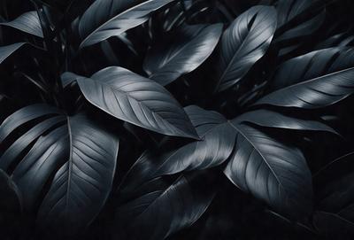 The primary subject of the image is a close-up of a leafy plant with large, dark green leaves. The setting is a black and white photo, which gives the image a classic and timeless feel. The visual style is a detailed, artistic representation of the plant, capturing its intricate structure and texture. The colors and mood of the image are predominantly dark and moody, with the black and white color scheme adding to the dramatic atmosphere.
