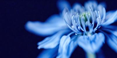 The primary subject of the image is a blue flower with white petals. The setting is a dark background, which contrasts with the vibrant blue and white colors of the flower. The visual style appears to be a close-up of the flower, showcasing its details. The overall atmosphere is serene and calming, with the blue flower standing out against the dark background.