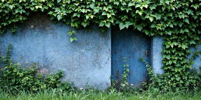 The primary subject of the image is a blue door with green ivy growing on it. The door is located in a grassy area, and the setting appears to be outdoors. The visual style of the image is a photo, capturing the natural elements of the door and the surrounding environment. The dominant colors in the image are blue and green, creating a calm and serene atmosphere.