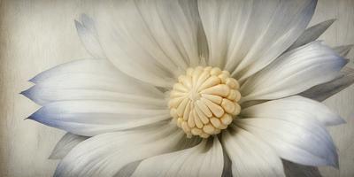 The primary subject of the image is a white flower with a yellow center. The flower is the main focus of the image, and it is set against a white background. The visual style of the image is a close-up of the flower, showcasing its details. The dominant colors in the image are white and yellow, creating a clean and fresh atmosphere.