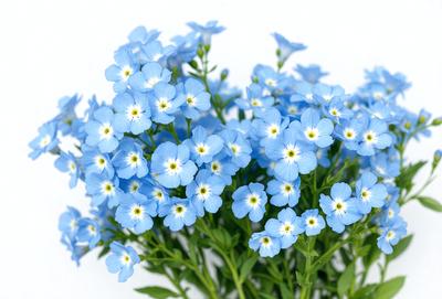 The primary subject of the image is a bouquet of blue flowers, which are the main focus of the scene. The flowers are arranged in a vase, creating a visually appealing display. The setting is a white background, which provides a clean and minimalist look to the image. The visual style is a close-up of the flowers, allowing the viewer to appreciate the details of the bouquet. The colors and mood of the image are predominantly blue, giving it a calm and serene atmosphere.
