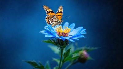 The primary subject of the image is a butterfly perched on a blue flower. The setting is a blue background, which adds a sense of depth and contrast to the scene. The visual style is a close-up of the butterfly on the flower, showcasing the intricate details of the butterfly and the flower. The colors in the image are predominantly blue, which creates a calm and serene atmosphere.