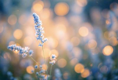 Primary subject: A single white flower in a field.

Setting/background: The flower is in a field with a blue background.

Visual style: The image is a photo of the flower.

Colors and mood: The dominant colors are white and blue, creating a calm and serene atmosphere.