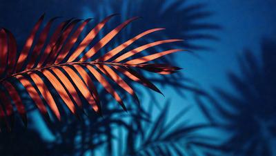 The primary subject of the image is a large, brown palm leaf. The setting is a blue background, which creates a contrasting and visually appealing environment. The visual style of the image is a photo, capturing the natural beauty of the palm leaf. The dominant colors in the image are blue and brown, creating a calm and serene atmosphere.