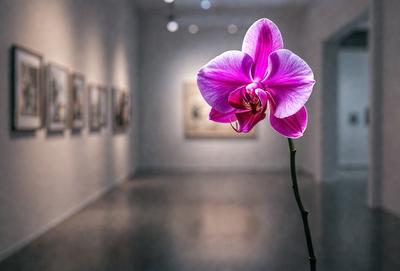 The primary subject of the image is a single pink flower, which is the main focus of the scene. The setting is a white room with a white floor, and the visual style appears to be a photo. The dominant colors in the image are pink and white, creating a calm and serene atmosphere.