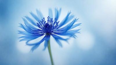 The primary subject of the image is a blue flower with a clear center, which is the main focus of the image. The setting is a blue sky, and the visual style appears to be a photo. The dominant colors in the image are blue and white, creating a calm and serene atmosphere.