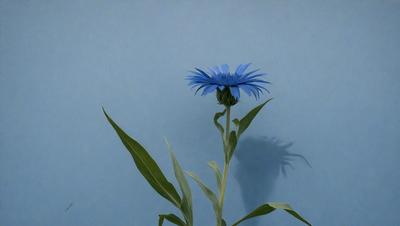 The primary subject of the image is a blue flower, which is the main focus of the scene. The flower is situated on a blue wall, creating a striking contrast between the flower and the background. The visual style of the image is a photo, capturing the beauty of the blue flower in its natural environment. The colors and mood of the image are predominantly blue, with the blue flower being the most prominent and vibrant element in the scene.