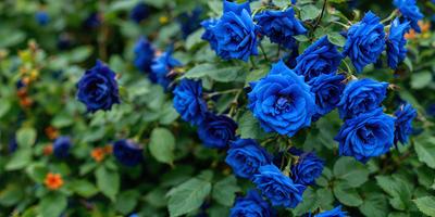 The primary subject of the image is a group of blue flowers, which are the main focus of the scene. The flowers are set against a backdrop of green leaves, creating a vibrant and lively atmosphere. The visual style of the image is a close-up of the flowers, showcasing their beauty and details. The dominant colors in the image are blue and green, which contribute to a serene and calming mood.