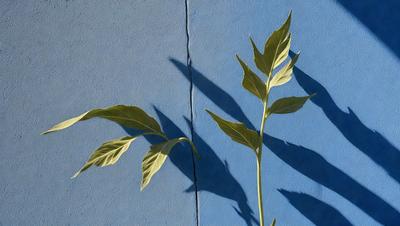 The primary subject of the image is a leafy plant with a long stem, which is growing on a blue wall. The plant is casting a shadow on the wall, creating a visually striking scene. The setting appears to be an outdoor environment, with the plant possibly being a part of a garden or a decorative element. The visual style of the image is a combination of photo and digital art, as it captures the natural beauty of the plant and its shadow on the wall. The colors in the image are predominantly blue,