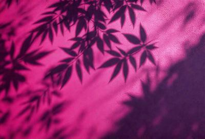 The primary subject of the image is a pink wall with a shadow of a tree cast on it. The setting is an indoor environment, possibly a room or a hallway. The visual style appears to be a photo, as the shadow of the tree is captured in detail. The colors and mood of the image are predominantly pink, creating a warm and inviting atmosphere.