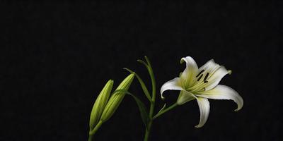 The primary subject of the image is a white lily flower, which is the main focus of the scene. The setting is a dark background, which creates a dramatic and moody atmosphere. The visual style of the image is a black and white photo, giving it a classic and timeless appearance. The colors and mood of the image are predominantly dark, with the white lily flower standing out as the only bright and luminous element in the scene.