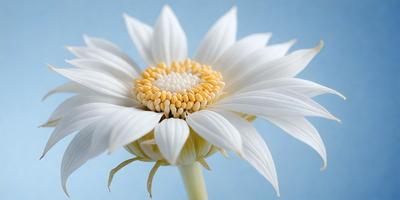 The primary subject of the image is a white flower with a yellow center. The flower is sitting on a blue surface, which serves as the background. The visual style of the image is a close-up of the flower, showcasing its details. The dominant colors in the image are white and yellow, creating a bright and cheerful atmosphere.