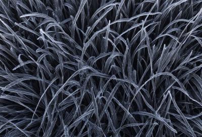The primary subject of the image is a close-up of a grassy field with a blue background. The setting appears to be a black and white photo, giving it a classic and timeless feel. The visual style is a combination of a photo and a drawing, creating a unique and artistic representation of the grass. The colors and mood of the image are predominantly blue and black, giving it a calm and serene atmosphere.