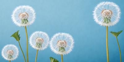 The primary subject of the image is a group of three white dandelions with fluffy tops, standing in a blue sky. The setting is a clear, cloudless day, and the visual style is a photo. The dandelions are the main focus of the image, and their fluffy tops create a sense of whimsy and playfulness. The overall atmosphere is serene and peaceful, as the dandelions stand tall against the backdrop of the blue sky.