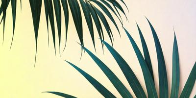 The primary subject of the image is a large palm tree with long, green leaves. The tree is prominently displayed against a white wall, creating a striking contrast. The visual style of the image is a combination of a photo and a drawing, giving it a unique and artistic appearance. The colors and mood of the image are predominantly green, with the palm tree leaves being the main focus and contributing to a serene and relaxing atmosphere.