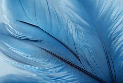 The primary subject of the image is a blue bird feather. The setting is a close-up of the feather, showcasing its intricate structure and texture. The visual style is a realistic representation of the feather, capturing its natural beauty. The dominant colors in the image are blue and white, creating a serene and calming atmosphere.