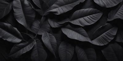 The primary subject of the image is a close-up of a leafy plant with a black background. The setting is a dark room, and the visual style is a black and white photo. The dominant colors are black and white, creating a moody and dramatic atmosphere.