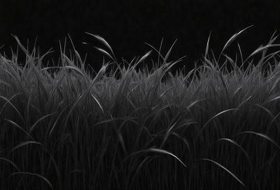 The primary subject of the image is a field of tall, dry grass. The setting is a dark, possibly nighttime, environment. The visual style is a black and white photo, which adds a sense of drama and contrast to the scene. The colors and mood of the image are predominantly dark and moody, with the tall grass serving as a striking contrast against the black background.