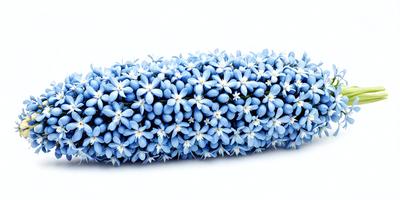 The primary subject of the image is a blue flower arrangement. The setting is a white background, which provides a clean and minimalist look. The visual style is a close-up of the flower arrangement, showcasing the details of the blue flowers. The colors and mood of the image are predominantly blue, creating a calm and serene atmosphere.