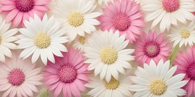 The primary subject of the image is a bouquet of white and pink flowers. The flowers are arranged in a visually appealing manner, creating a sense of beauty and freshness. The setting is a white background, which provides a clean and uncluttered look to the image. The visual style is a close-up of the flowers, allowing the viewer to appreciate the details of the petals and the overall composition. The colors and mood of the image are predominantly white and pink, which are often associated with